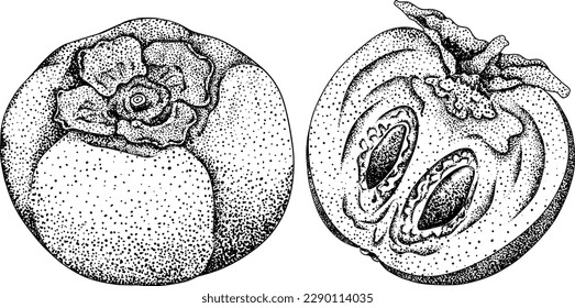 Hand drawn persimmon, date plum fruits. Black and white botanical, vector illustration in sketch, engraving style