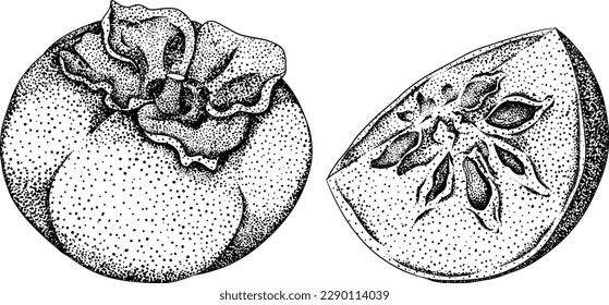 Hand drawn persimmon, date plum fruits. Black and white botanical, vector illustration in sketch, engraving style