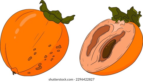 Hand drawn persimmon, date plum fruits. Colored botanical, cartoon isolated on white background