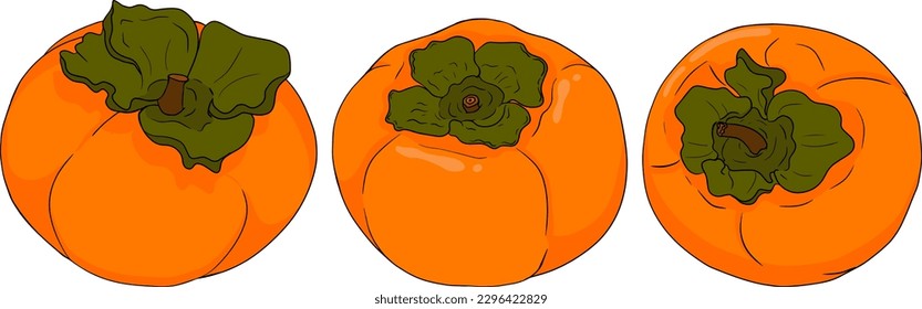 Hand drawn persimmon, date plum fruits. Colored botanical, cartoon isolated on white background