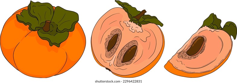 Hand drawn persimmon, date plum fruits. Colored botanical, cartoon isolated on white background