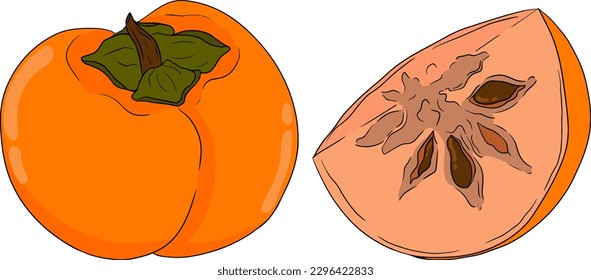 Hand drawn persimmon, date plum fruits. Colored botanical, cartoon isolated on white background