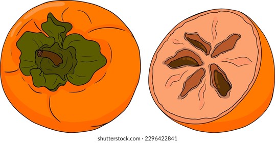 Handgezeichneter Persimmon, Dattelfrucht. bunte botanische Karikaturen einzeln auf weißem Hintergrund