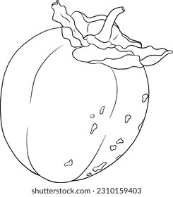 Persimón dibujado a mano, frutos de ciruela de fecha. Botánica en blanco y negro, páginas coloreadas, ilustración vectorial en el estilo de esbozo