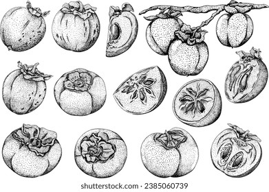 Hand drawn persimmon, date plum fruits. Black and white botanical, vector illustration in sketch, engraving style