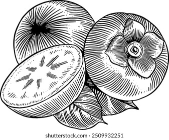 Hand drawn Persimmon Fruit Sketch Illustration Engraving Woodcut Vintage Style Vector
