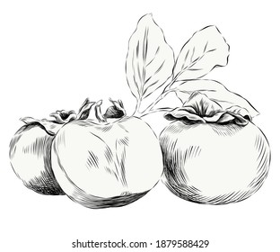 Ilustración de vectores de fruto de persimón dibujado a mano. Fruta Kaki con hojas y rama.