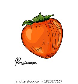 Handgezeichnet Persimmon einzeln auf weißem Hintergrund. Vektorgrafik im farbigen Skizzenstil