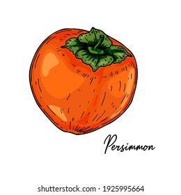 Hand drawn persimmon isolated on white background. Vector illustration in colored sketch style