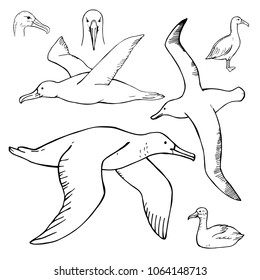 Hand drawn petrel. Vector sketch illustration