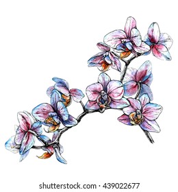 Hand drawn phalaenopsis orchid branch. Watercolor style vector illustration isolated on white