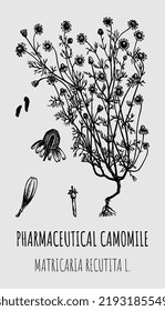 Hand drawn pharmaceutical camomile Matricaria recutita. Vector graphic illustration for print, logo, emblem, label and other decorations. Alternative medicine, beauty, cosmetics and medicinal herbs.
