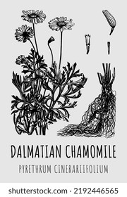 Hand drawn pharmaceutical dalmatian chamomile PYRETHRUM CINERARIIFOLIUM. Vector graphic illustration for print and other decorations. Alternative medicine, beauty, cosmetics and medicinal herbs.