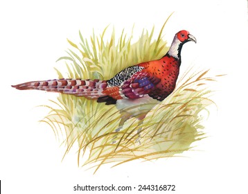 Hand drawn pheasant in the grass, isolated on white background vector illustration