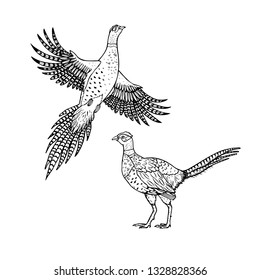 Hand drawn pheasant. Linear style. Can be used as a coloring book. Vector illustration. Line drawing