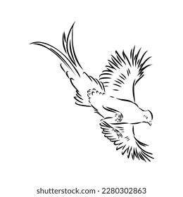 Hand drawn of an pheasant, sketch. Vector illustration isolated on a white background.