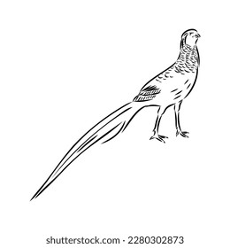 Hand drawn of an pheasant, sketch. Vector illustration isolated on a white background.