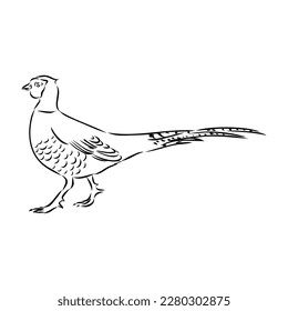 Hand drawn of an pheasant, sketch. Vector illustration isolated on a white background.