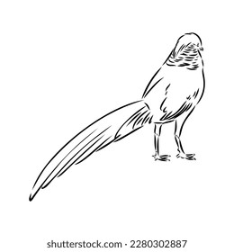 Hand drawn of an pheasant, sketch. Vector illustration isolated on a white background.