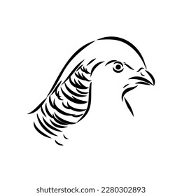 Hand drawn of an pheasant, sketch. Vector illustration isolated on a white background.