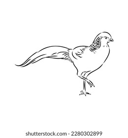 Hand drawn of an pheasant, sketch. Vector illustration isolated on a white background.