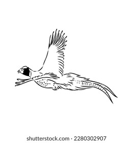 Hand drawn of an pheasant, sketch. Vector illustration isolated on a white background.