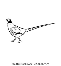 Hand drawn of an pheasant, sketch. Vector illustration isolated on a white background.