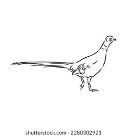 Dibujado a mano de un faisán, dibujo. Ilustración vectorial aislada en un fondo blanco.