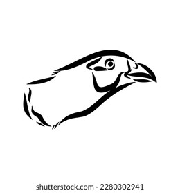 Handgezeichnet von einem Fasan, Skizze. Vektorgrafik einzeln auf weißem Hintergrund.