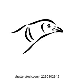 Dibujado a mano de un faisán, dibujo. Ilustración vectorial aislada en un fondo blanco.