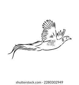 Hand drawn of an pheasant, sketch. Vector illustration isolated on a white background.