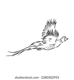 Hand drawn of an pheasant, sketch. Vector illustration isolated on a white background.