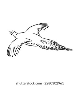 Hand drawn of an pheasant, sketch. Vector illustration isolated on a white background.