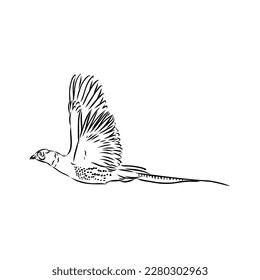 Hand drawn of an pheasant, sketch. Vector illustration isolated on a white background.