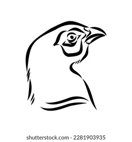 Hand drawn of an pheasant, sketch. Vector illustration isolated on a white background.