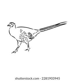 Hand drawn of an pheasant, sketch. Vector illustration isolated on a white background.