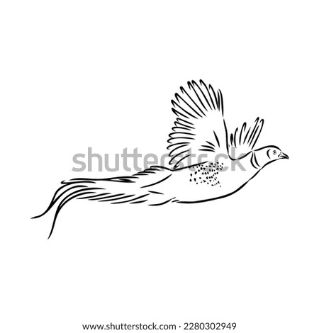 Hand drawn of an pheasant, sketch. Vector illustration isolated on a white background.