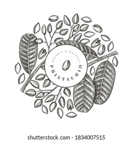 Hand drawn phistachio branch and kernels design template. Organic food vector illustration on white background. Retro nut illustration. Engraved style botanical banner.
