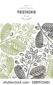 Hand drawn phistachio branch and kernels design template. Organic food vector illustration on white background. Retro nut illustration. Engraved style botanical banner.