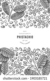 Hand drawn phistachio branch and kernels design template. Organic food vector illustration on white background. Retro nut illustration. Engraved style botanical banner.