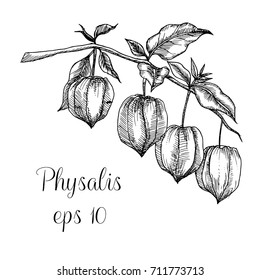 Hand drawn physalis