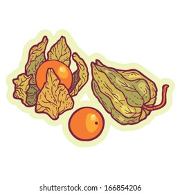 Hand drawn physalis cartoon vector.