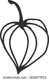 Hand drawn physalis for decoration. Doodle vector illustration.