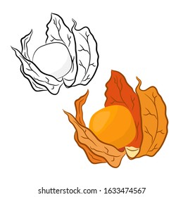 Hand drawn physalis plant. Fruit set. Vector illustration. Botanic illustration with physalis.