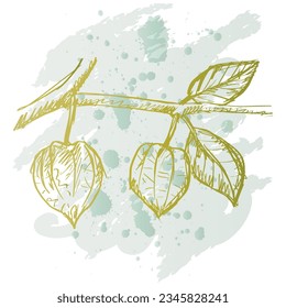 
Hand drawn physalis plant. Medical herbs hand drawn 