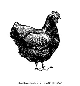 Hand drawn picture of a hen looking in the right direction. Pen and ink drawing. Traced vector illustration