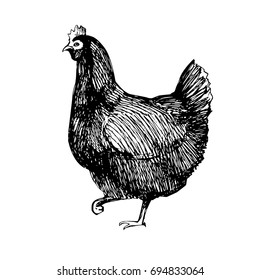 Hand drawn picture of a hen looking in the left direction. Pen and ink drawing. Traced vector illustration