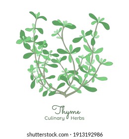 Hand Drawn Picture of Thyme or Thymus Vulgaris with Color Fill and Outlines. Vibrant Thyme Shrub Isolated on White. Ideal for Magazine, Recipe book, Poster, Cards, Menu cover, any Advertising.