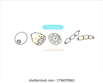 Hand drawn pictures. Cartoon Lotus root illustrations. Black and white pattern vegetables elements. perfect for invitations, greeting cards, prints, posters.