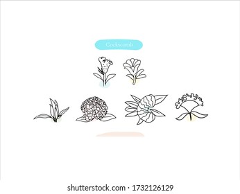 Hand drawn pictures.Cockscomb illustrations. Black and white pattern flower elements. perfect for invitations, greeting cards, prints, posters.